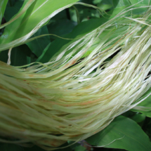 カラムシの繊維