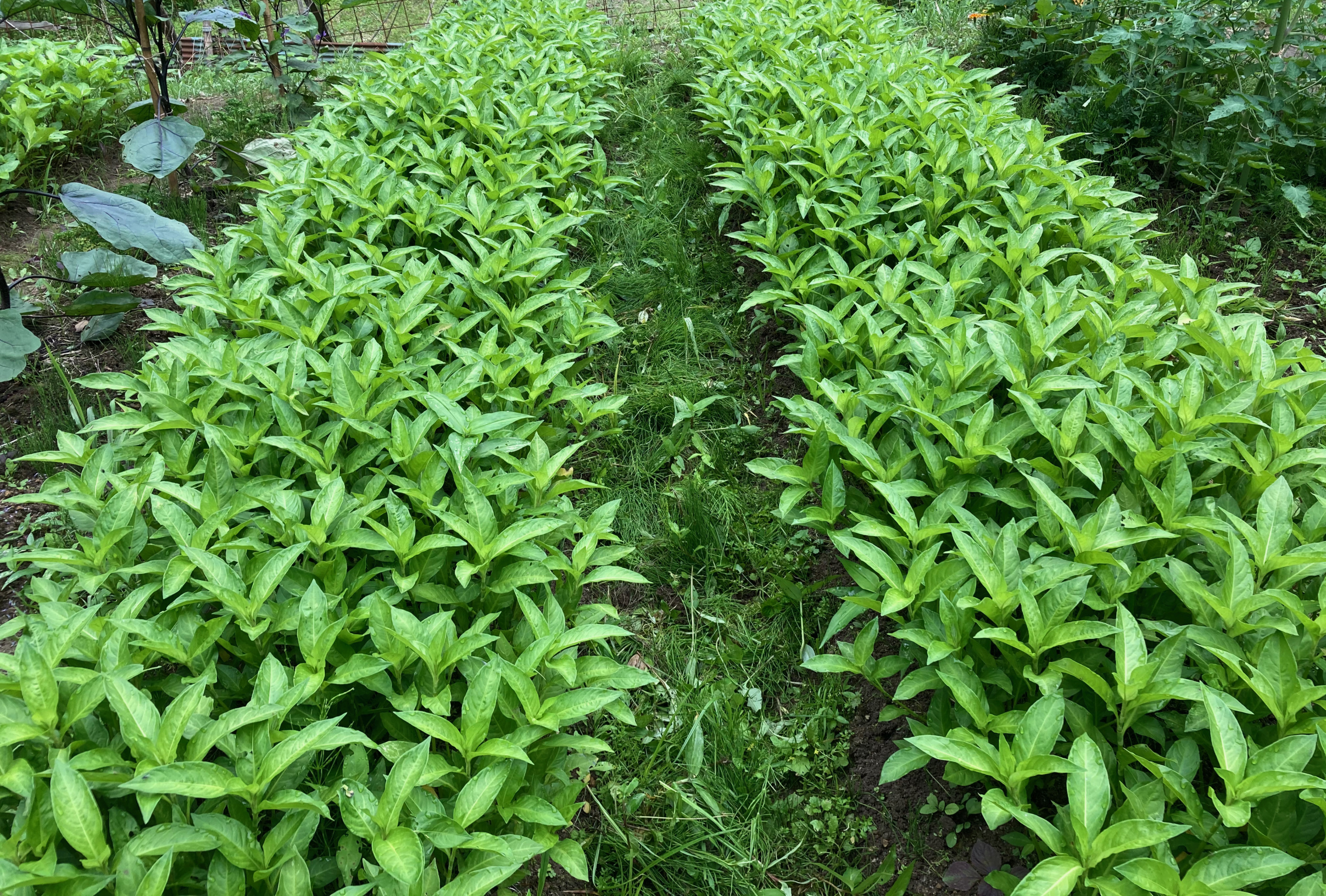 タデアイ　7月3日